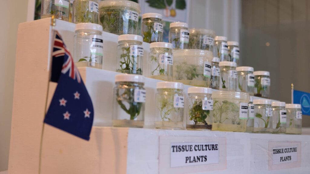 Crop Rotation In Fiji Fiji One News