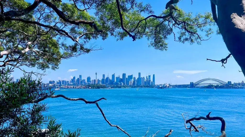 Sydney has been hit by a spate of illegal tree killings