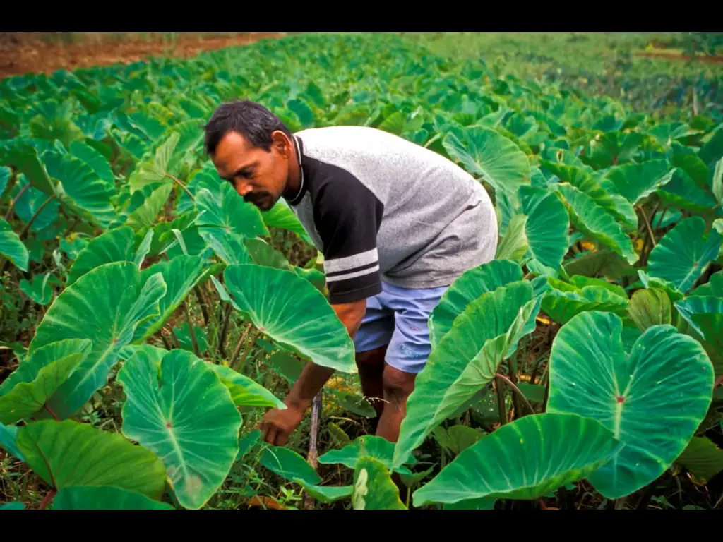 Smart-Farms-Fiji-1-1030x680 borgen project-1