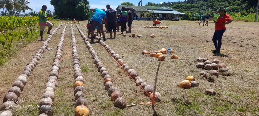 coconuts in line