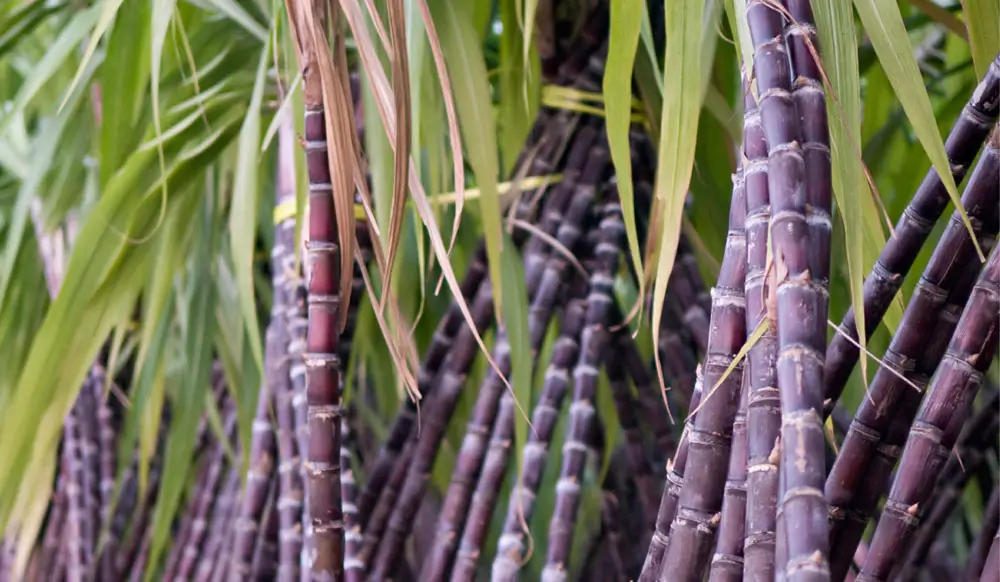 sugarcane-2
