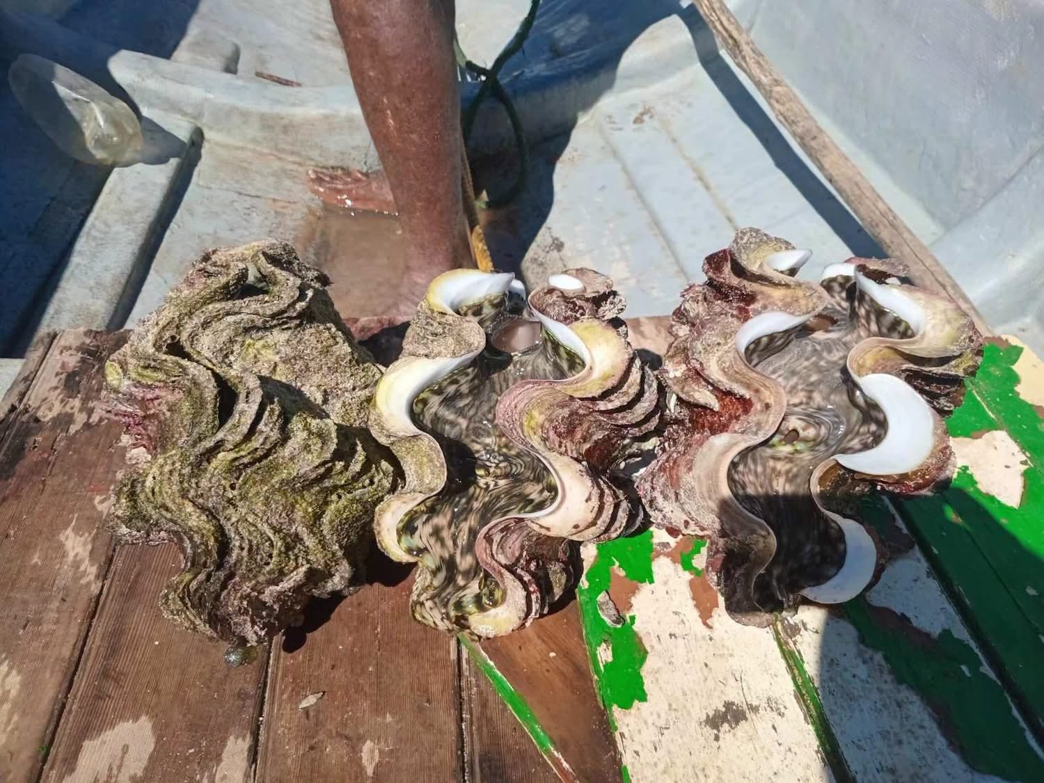 Gau Marine Reserve Sees Healthy Giant Clam Population