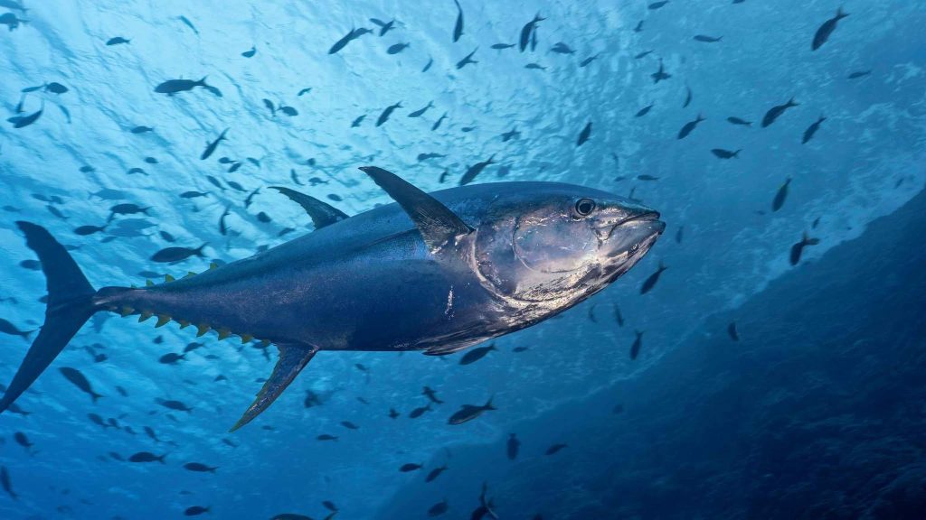 National Tuna