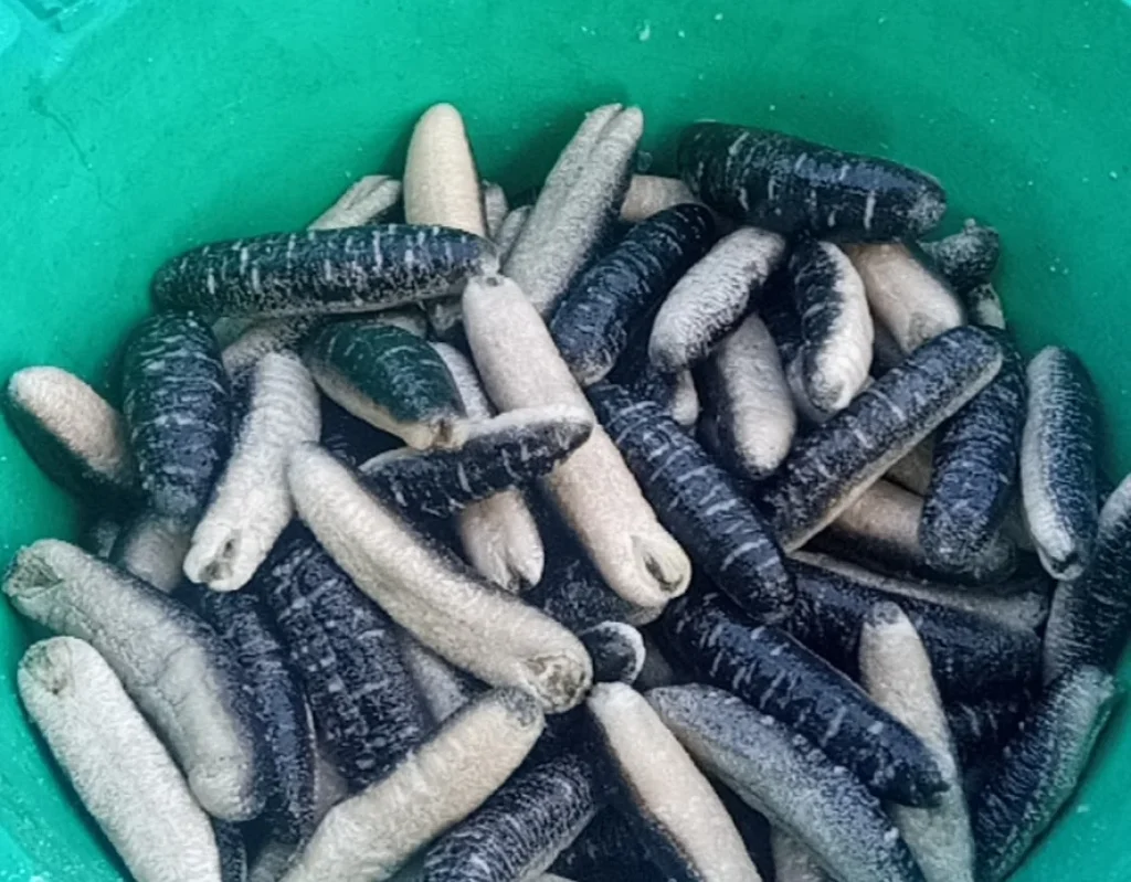 Sea Cucumber Season Extended