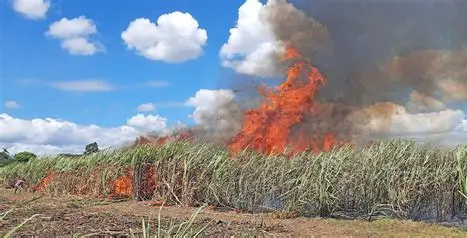 Burnt Sugar cane