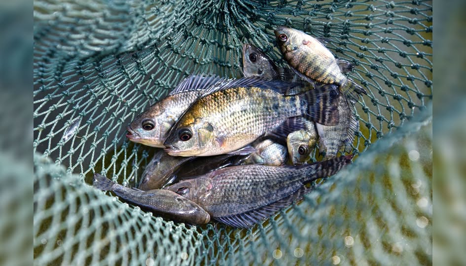 Tilapia