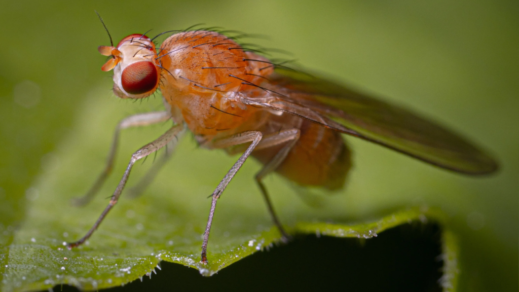 tongan fruit fly