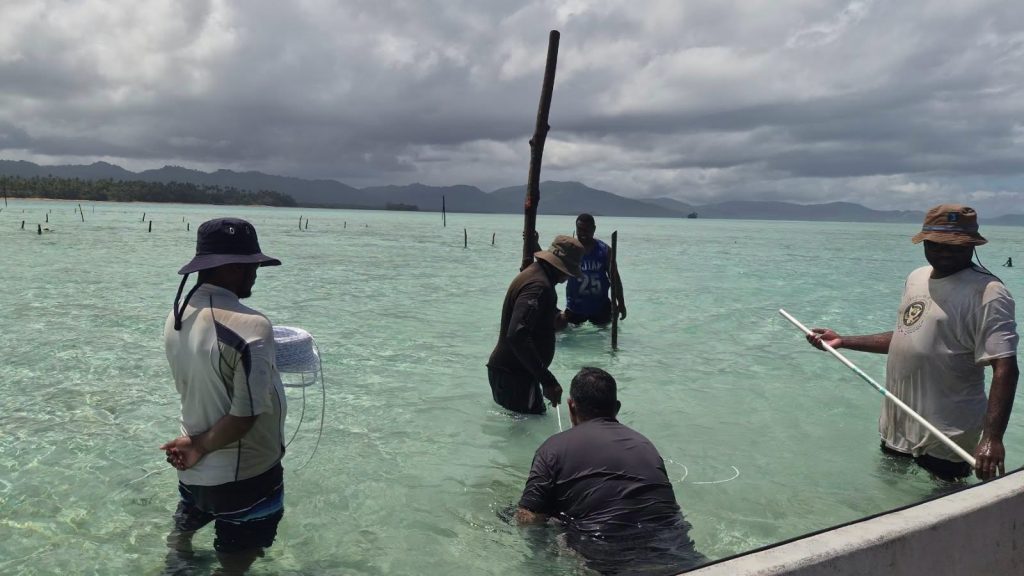 Nanuca Seaweed Farm Rebuilt for Resilience