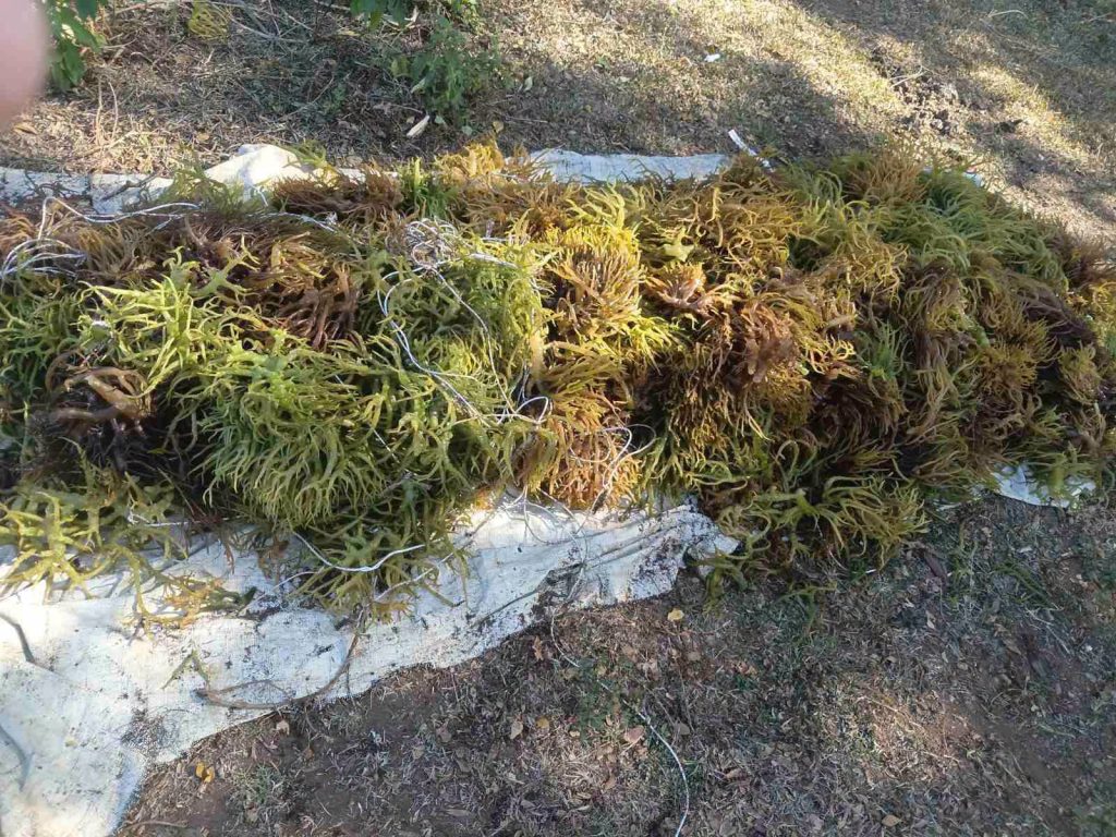 Seaweed