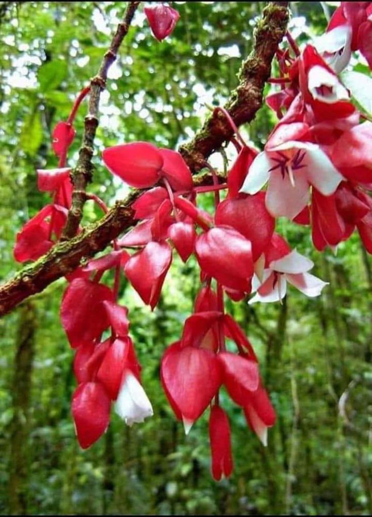 Tagimoucia-Flower-Taveuni-1000x1391-1