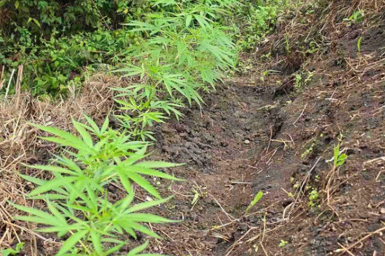 marijuanna savusavu