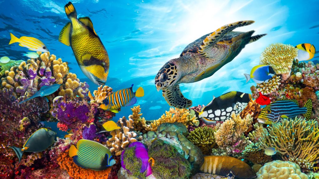 ocean protction