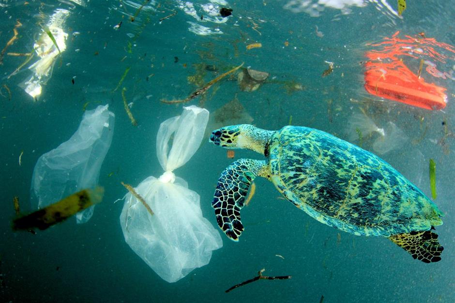 plastic pollution