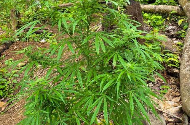 # 2,371 Suspected Marijuana Plants Seized in Savusavu
